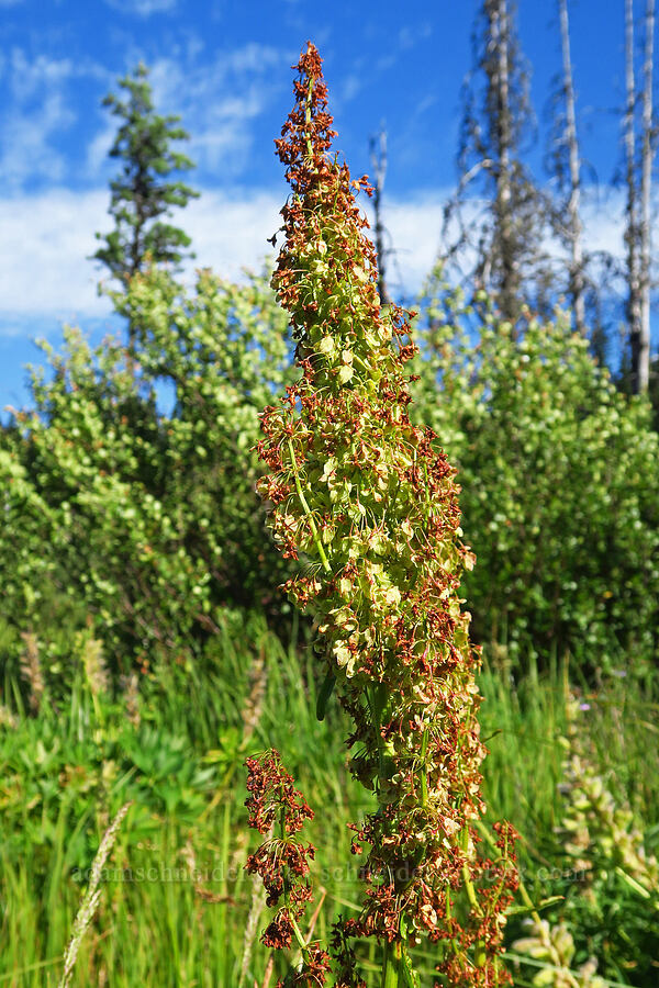 western dock (Rumex occidentalis (Rumex aquaticus var. fenestratus)) [Clackamas Lake, Mt. Hood National Forest, Clackamas County, Oregon]