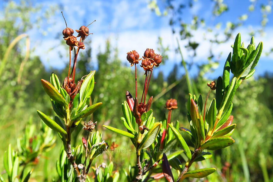 western bog laurel, gone to seed (Kalmia microphylla (Kalmia polifolia ssp. microphylla)) [Clackamas Lake, Mt. Hood National Forest, Clackamas County, Oregon]