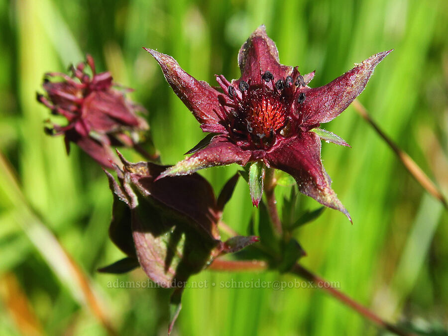 purple marsh cinquefoil (Comarum palustre (Potentilla palustris)) [Clackamas Lake, Mt. Hood National Forest, Clackamas County, Oregon]