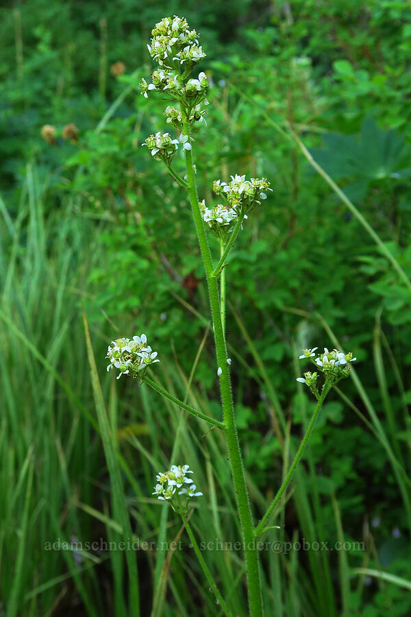 Oregon saxifrage (Micranthes oregana (Saxifraga oregana)) [Clackamas Lake, Mt. Hood National Forest, Clackamas County, Oregon]