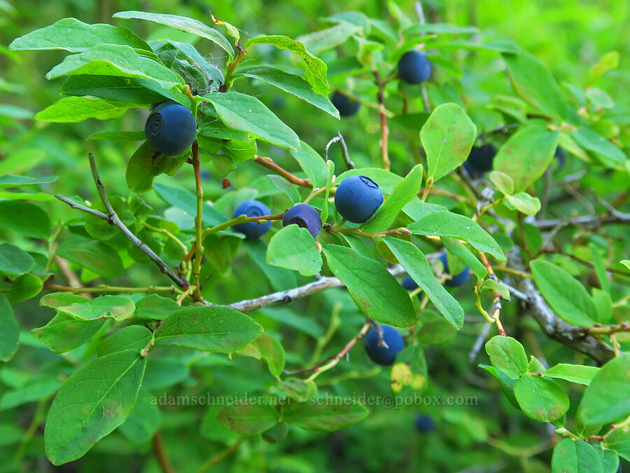 oval-leaf huckleberry/blueberry (Vaccinium ovalifolium) [Clackamas Lake, Mt. Hood National Forest, Clackamas County, Oregon]