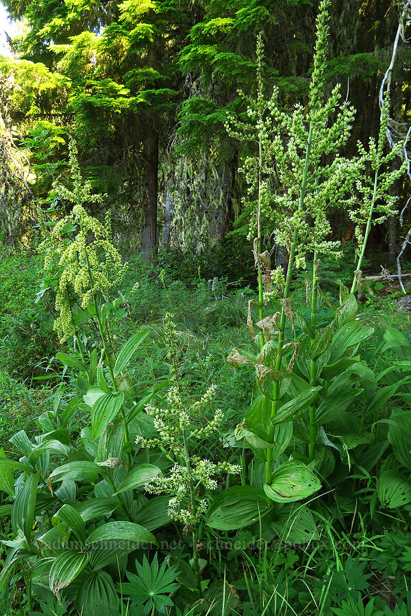 green corn lily & California corn lily (Veratrum viride var. eschscholzianum (Veratrum eschscholtzianum), Veratrum californicum var. caudatum) [Clackamas Lake, Mt. Hood National Forest, Clackamas County, Oregon]