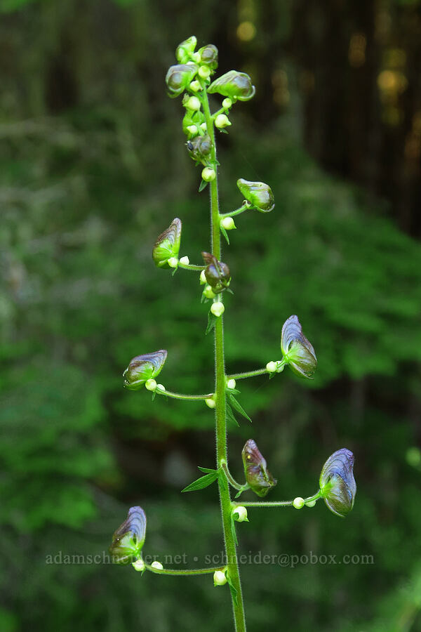 Howell's monkshood (Aconitum columbianum ssp. viviparum (Aconitum columbianum var. howellii)) [Clackamas Lake, Mt. Hood National Forest, Clackamas County, Oregon]