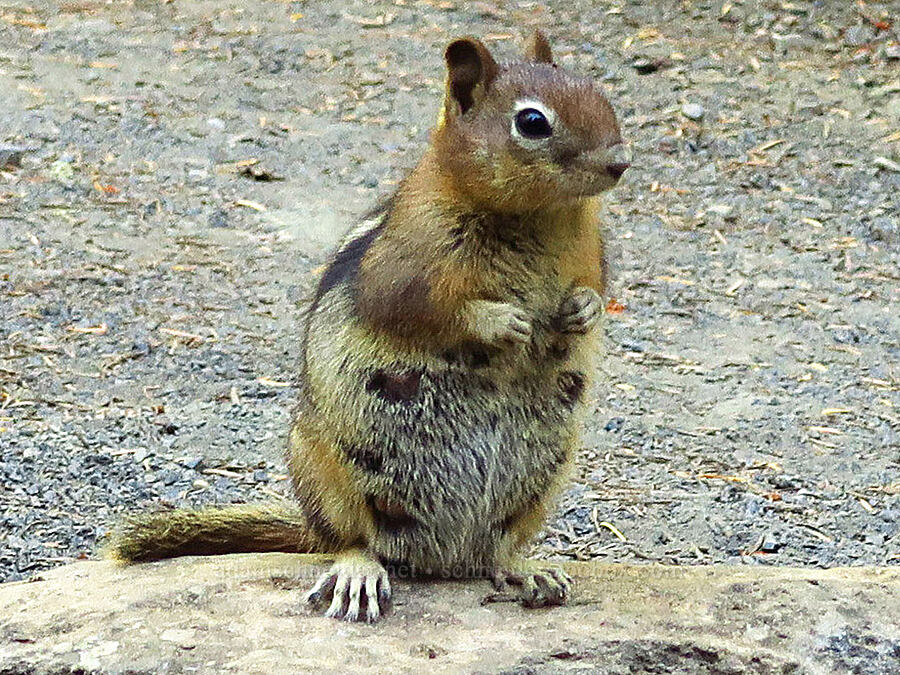 fat/pregnant golden-mantled ground squirrel (Callospermophilus lateralis (Spermophilus lateralis)) [Clackamas Lake Campground, Mt. Hood National Forest, Clackamas County, Oregon]