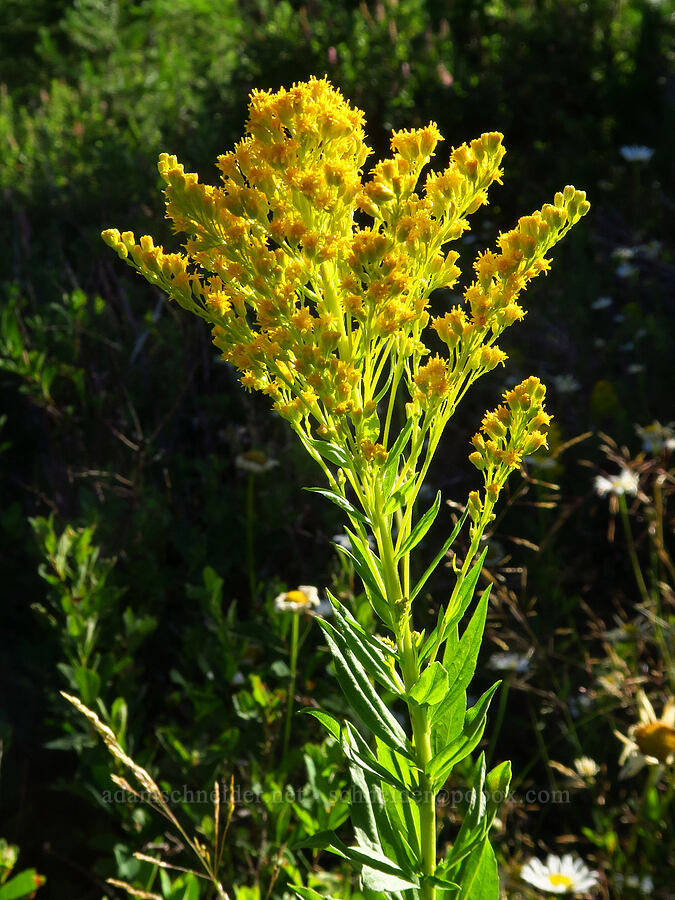 goldenrod (Solidago sp.) [Clackamas Lake Meadows, Mt. Hood National Forest, Clackamas County, Oregon]