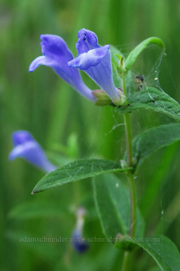 marsh skullcap (Scutellaria galericulata) [Little Crater Meadow, Mt. Hood National Forest, Clackamas County, Oregon]