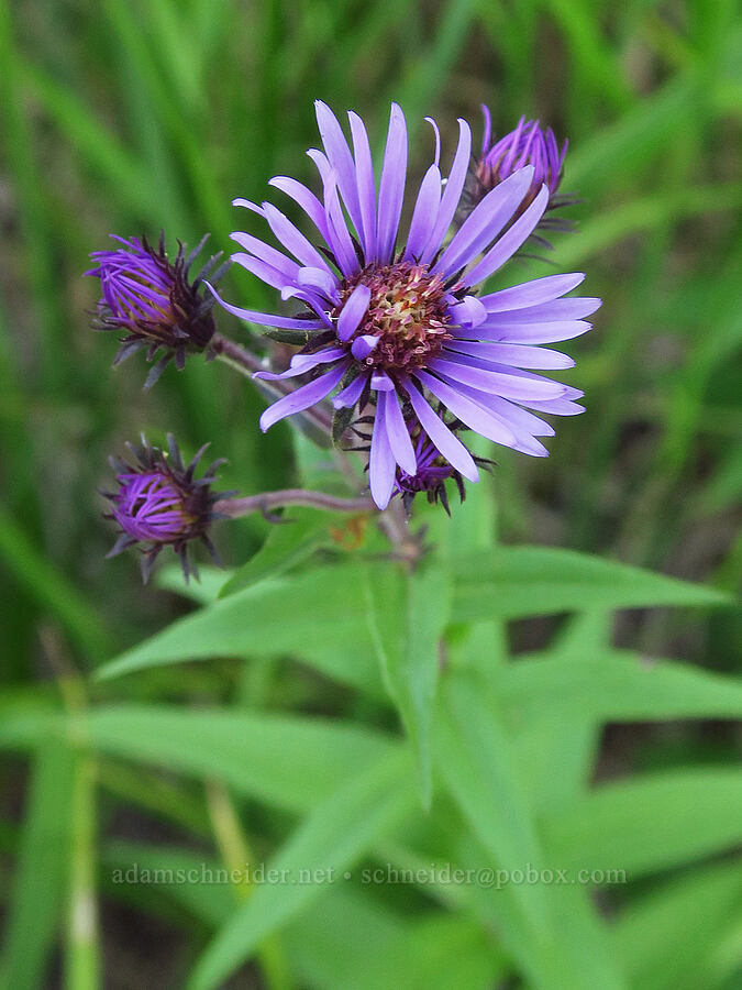 great northern aster (Canadanthus modestus (Aster modestus)) [Little Crater Meadow, Mt. Hood National Forest, Clackamas County, Oregon]