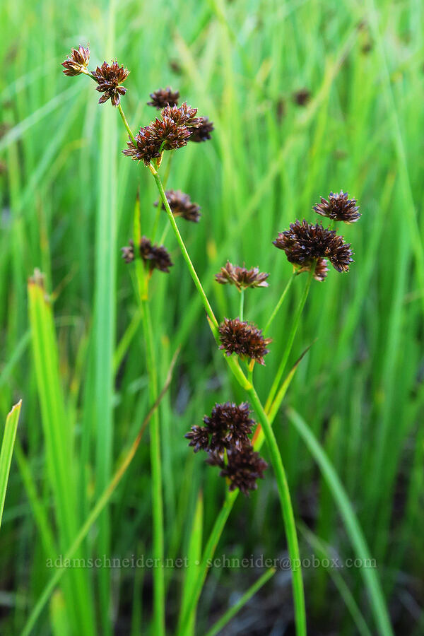 sword-leaf rushes (Juncus ensifolius) [Little Crater Meadow, Mt. Hood National Forest, Clackamas County, Oregon]