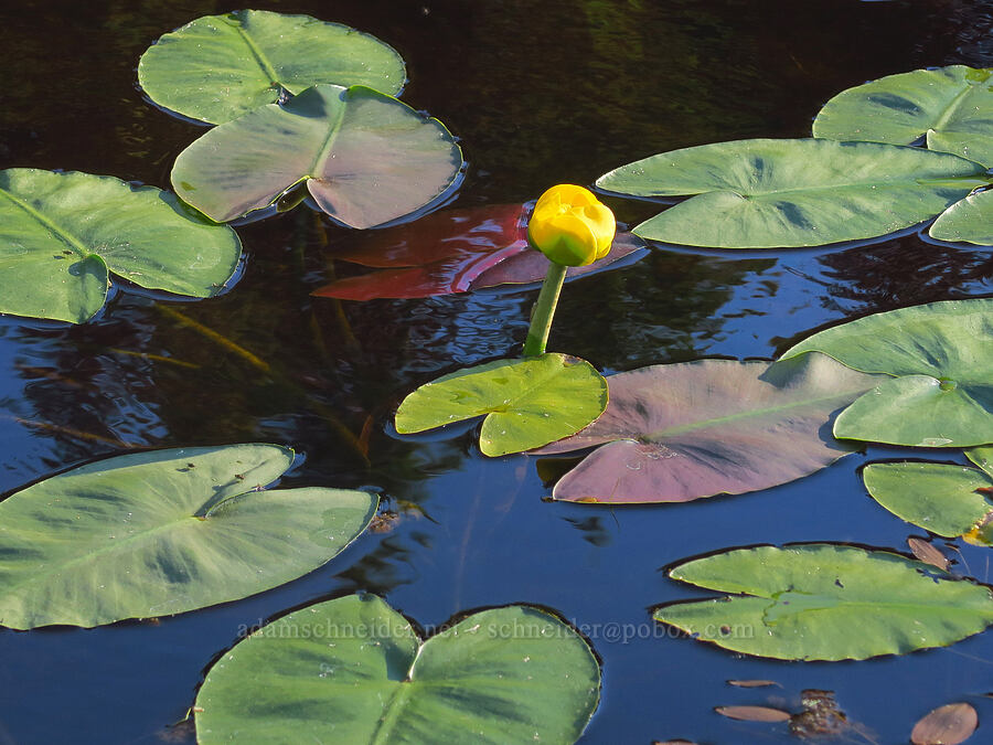 yellow pond-lily (Nuphar polysepala) [Little Crater Meadow, Mt. Hood National Forest, Clackamas County, Oregon]