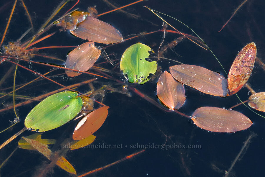 floating-leaf pondweed (Potamogeton natans) [Little Crater Meadow, Mt. Hood National Forest, Clackamas County, Oregon]