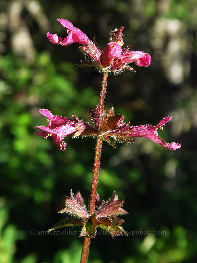 Cooley's hedge-nettle (Stachys cooleyae (Stachys chamissonis var. cooleyae)) [Little Crater Meadow, Mt. Hood National Forest, Clackamas County, Oregon]