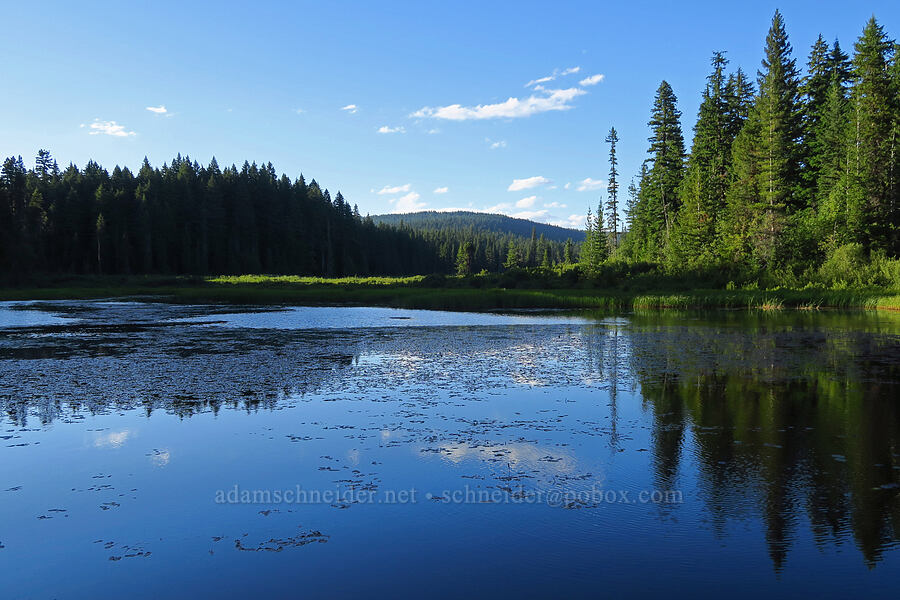 big pond in Little Crater Meadow [Little Crater Meadow, Mt. Hood National Forest, Clackamas County, Oregon]