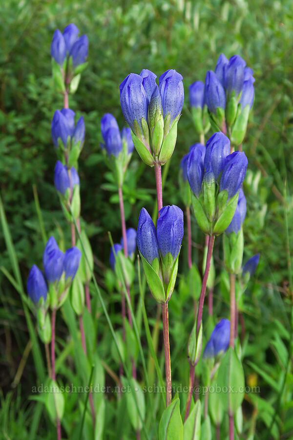 king's scepter gentian (Gentiana sceptrum) [Little Crater Meadow, Mt. Hood National Forest, Clackamas County, Oregon]