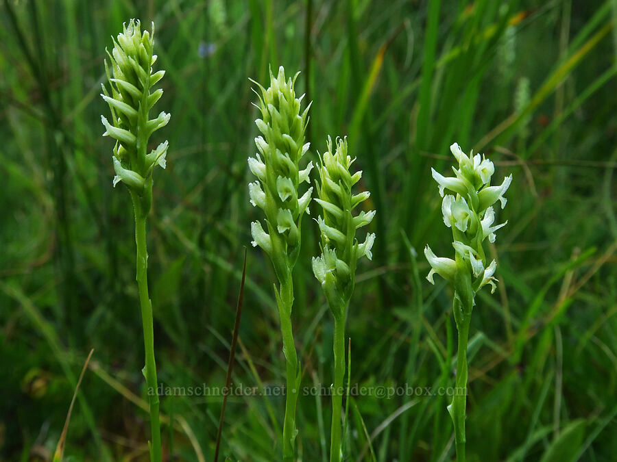 hooded ladies'-tresses orchids (Spiranthes romanzoffiana) [Little Crater Meadow, Mt. Hood National Forest, Clackamas County, Oregon]