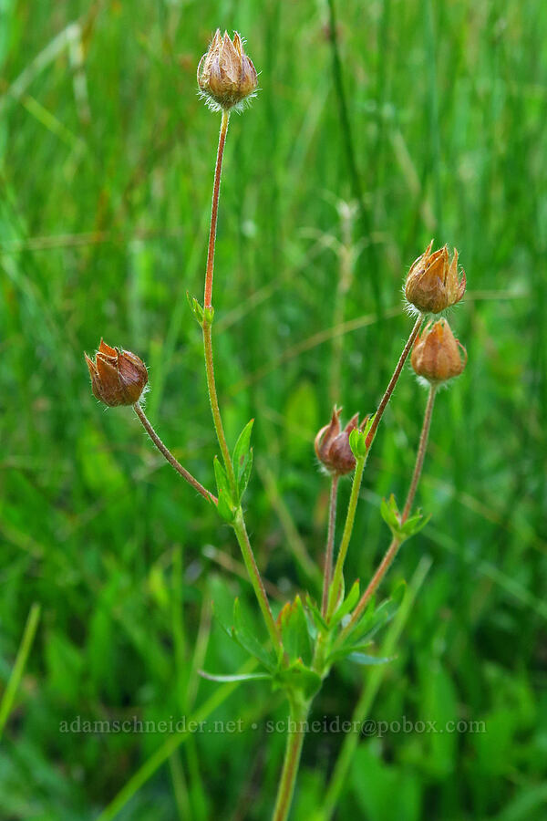 Drummond's cinquefoil, gone to seed (Potentilla drummondii) [Little Crater Meadow, Mt. Hood National Forest, Clackamas County, Oregon]