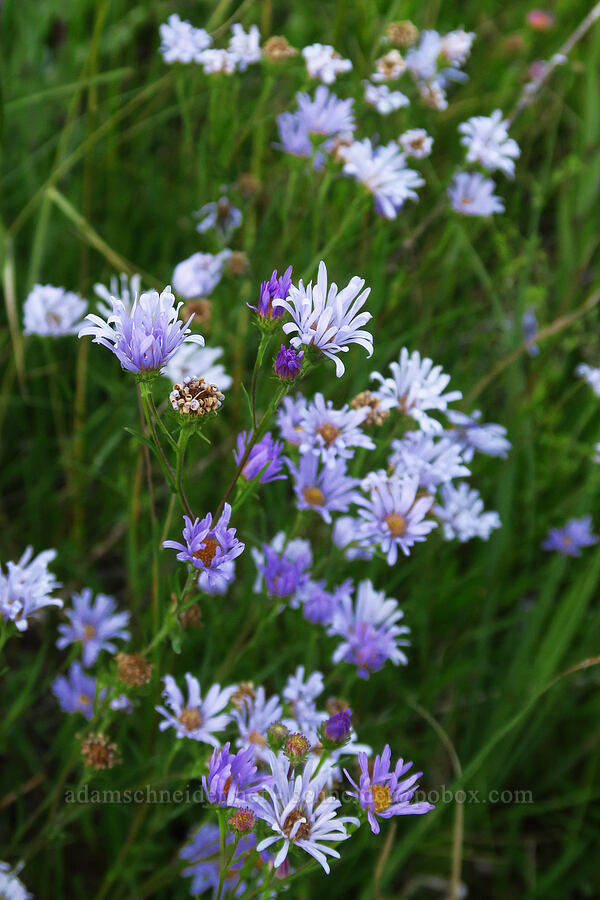 western mountain asters (Symphyotrichum spathulatum (Aster occidentalis)) [Little Crater Meadow, Mt. Hood National Forest, Clackamas County, Oregon]