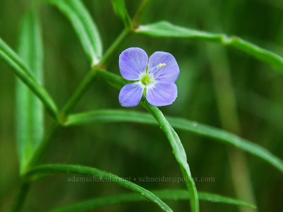 marsh speedwell (Veronica scutellata) [Little Crater Meadow, Mt. Hood National Forest, Clackamas County, Oregon]