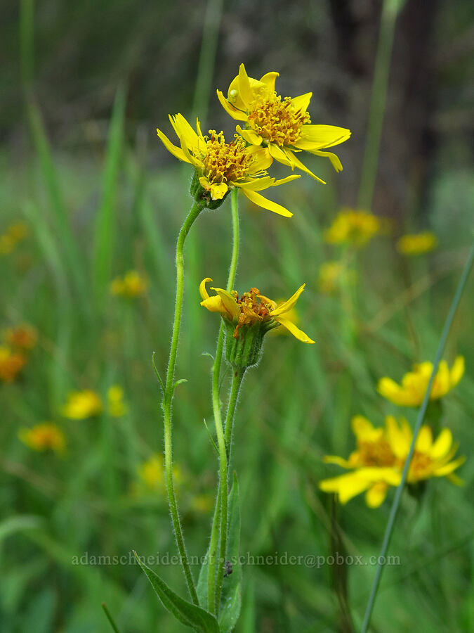 Chamisso's arnica (Arnica chamissonis) [Little Crater Meadow, Mt. Hood National Forest, Clackamas County, Oregon]