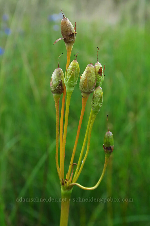 alpine shooting-star, going to seed (Dodecatheon alpinum (Primula tetrandra)) [Little Crater Meadow, Mt. Hood National Forest, Clackamas County, Oregon]