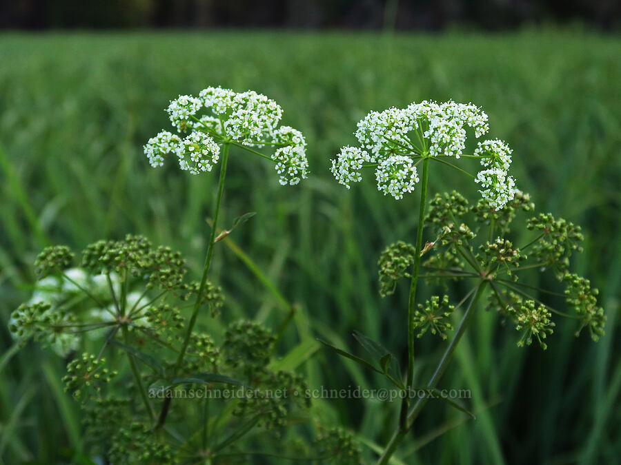 western water-hemlock (Cicuta douglasii) [Little Crater Meadow, Mt. Hood National Forest, Clackamas County, Oregon]