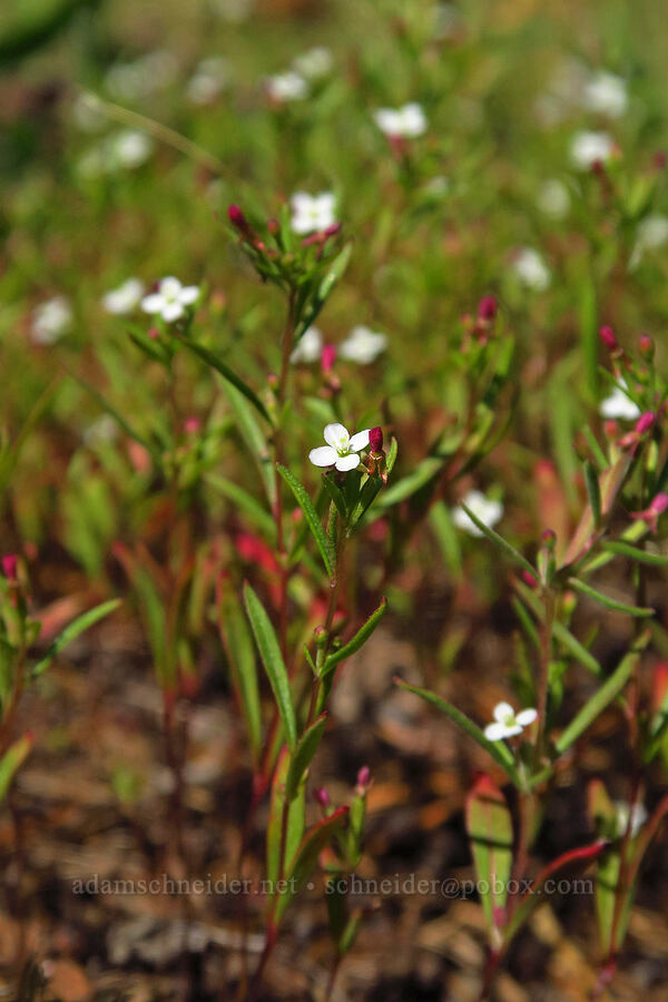 groundsmoke (Gayophytum sp.) [Forest Road 9712, Okanogan-Wenatchee National Forest, Kittitas County, Washington]