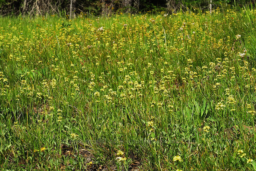 yellow penstemon (Penstemon confertus) [Forest Road 9712, Okanogan-Wenatchee National Forest, Kittitas County, Washington]