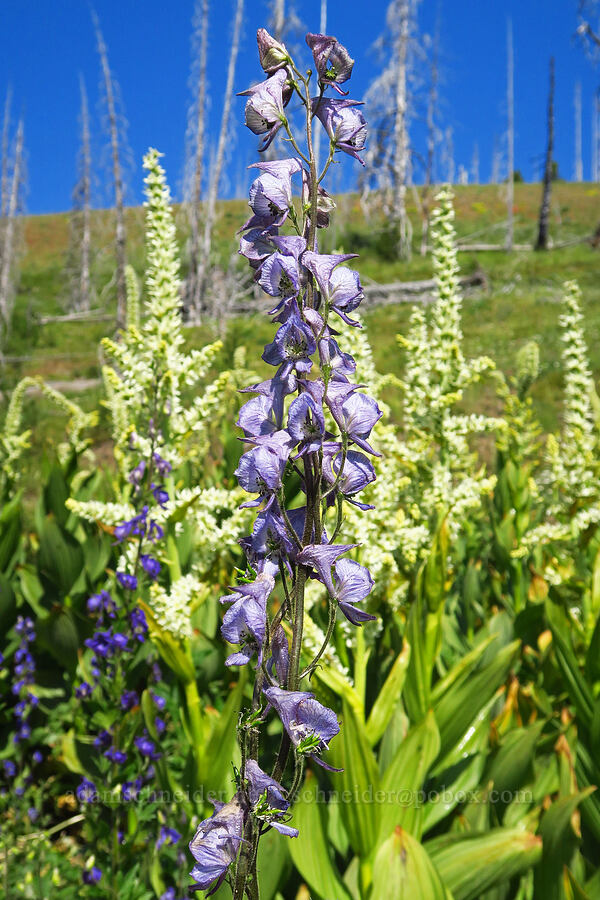 monkshood & California corn lilies (Aconitum columbianum, Veratrum californicum) [Forest Road 9712, Okanogan-Wenatchee National Forest, Kittitas County, Washington]