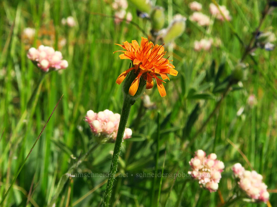 orange agoseris & rosy pussy-toes (Agoseris aurantiaca, Antennaria rosea (Antennaria microphylla)) [Forest Road 9712, Okanogan-Wenatchee National Forest, Kittitas County, Washington]