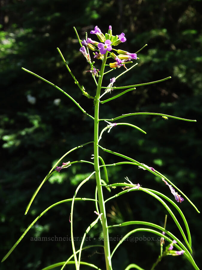 spreading-pod rock-cress (Boechera divaricarpa (Arabis divaricarpa)) [Upper Naneum Meadow, Okanogan-Wenatchee National Forest, Kittitas County, Washington]