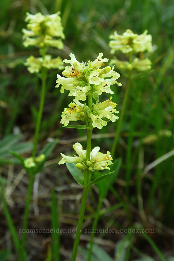 yellow penstemon (Penstemon confertus) [Upper Naneum Meadow, Okanogan-Wenatchee National Forest, Kittitas County, Washington]