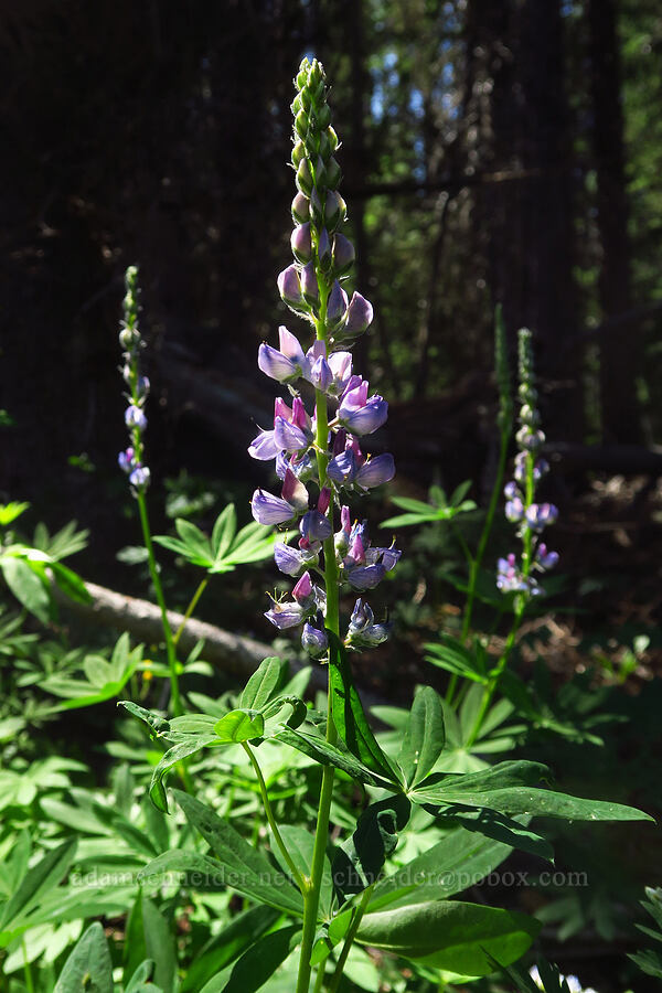 lupine (Lupinus sp.) [Upper Naneum Meadow, Okanogan-Wenatchee National Forest, Kittitas County, Washington]