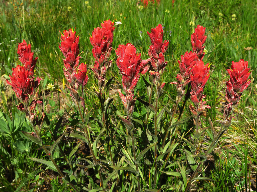 red Wenatchee paintbrush (Castilleja elmeri) [Mount Lillian Trail, Okanogan-Wenatchee National Forest, Kittitas County, Washington]