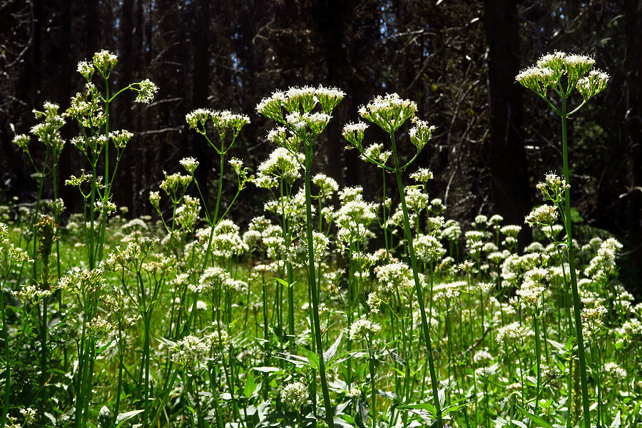 Sitka valerian (Valeriana sitchensis) [Mount Lillian Trail, Okanogan-Wenatchee National Forest, Kittitas County, Washington]