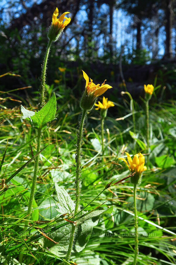 heart-leaf arnica (Arnica cordifolia) [Mount Lillian Trail, Okanogan-Wenatchee National Forest, Kittitas County, Washington]