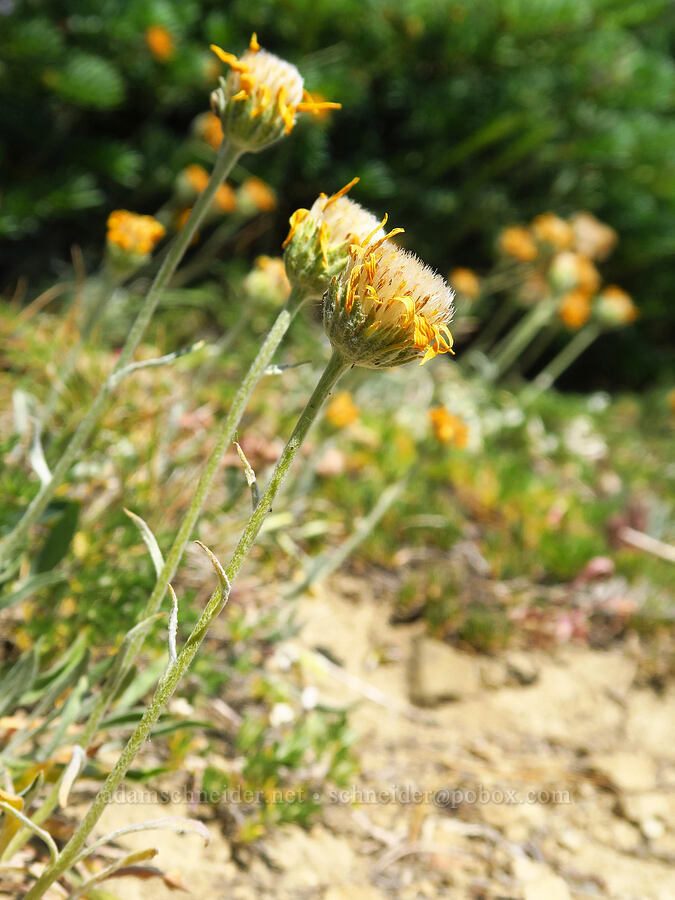 woolly goldenweed, going to seed (Stenotus lanuginosus (Haplopappus lanuginosus)) [Mount Lillian, Okanogan-Wenatchee National Forest, Chelan County, Washington]