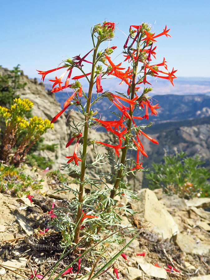 scarlet gilia (Ipomopsis aggregata) [Mount Lillian, Okanogan-Wenatchee National Forest, Chelan County, Washington]