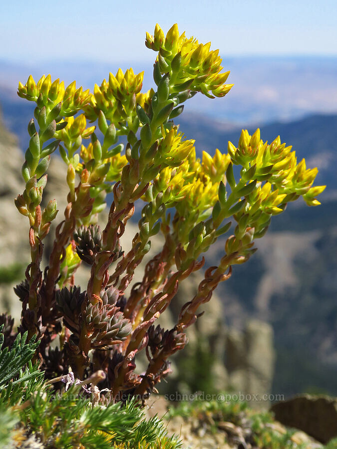 lance-leaf stonecrop (Sedum lanceolatum) [Mount Lillian, Okanogan-Wenatchee National Forest, Chelan County, Washington]