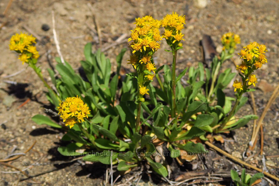 alpine goldenrod (Solidago simplex var. nana) [Mount Lillian, Okanogan-Wenatchee National Forest, Chelan County, Washington]