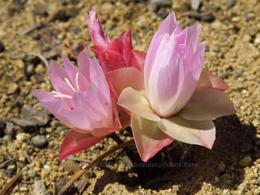 bitterroot (Lewisia rediviva) [Mount Lillian, Okanogan-Wenatchee National Forest, Chelan County, Washington]