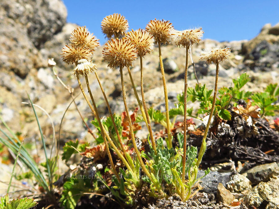 cut-leaf fleabane, gone to seed (Erigeron compositus) [Mount Lillian, Okanogan-Wenatchee National Forest, Chelan County, Washington]