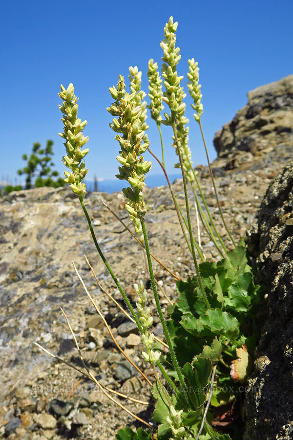 round-leaf alumroot (Heuchera cylindrica) [Mount Lillian, Okanogan-Wenatchee National Forest, Chelan County, Washington]