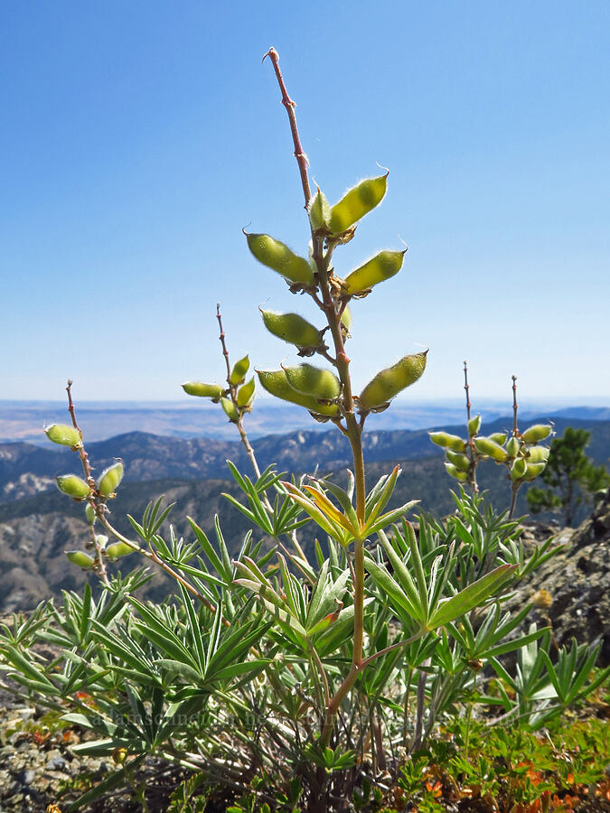 lupine pods (Lupinus sp.) [Mount Lillian, Okanogan-Wenatchee National Forest, Chelan County, Washington]