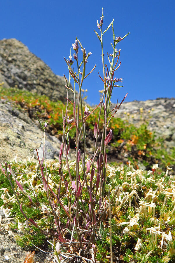 little-leaf rock-cress (Boechera microphylla (Arabis microphylla)) [Mount Lillian, Okanogan-Wenatchee National Forest, Chelan County, Washington]