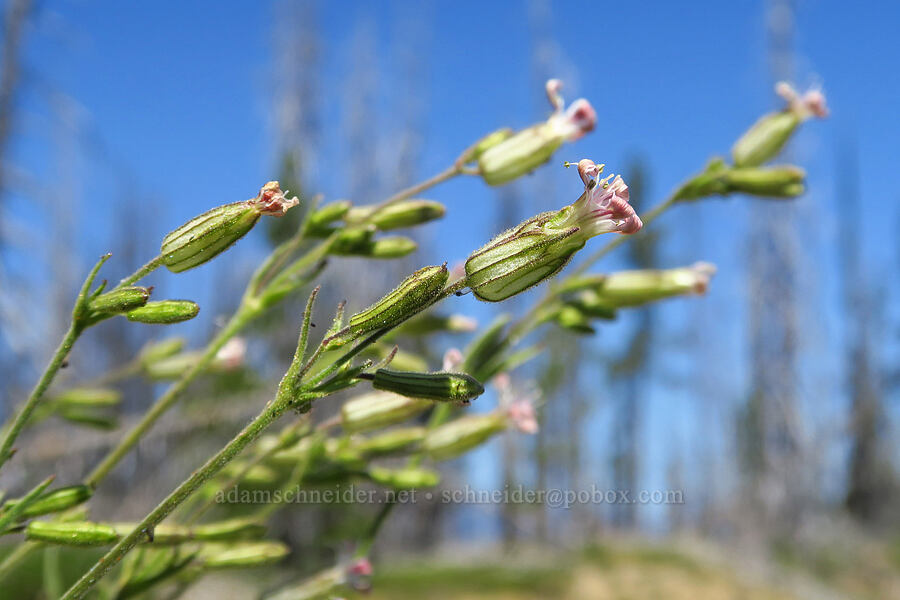 Parry's catchfly (Silene parryi) [Mount Lillian, Okanogan-Wenatchee National Forest, Chelan County, Washington]