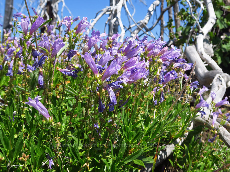 shrubby penstemon (Penstemon fruticosus) [Mount Lillian, Okanogan-Wenatchee National Forest, Chelan County, Washington]