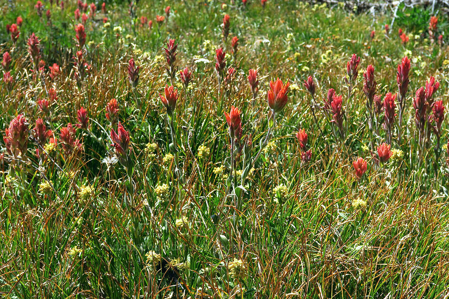 Wenatchee paintbrush & yellow penstemon (Castilleja elmeri, Penstemon confertus) [Mount Lillian, Okanogan-Wenatchee National Forest, Chelan County, Washington]