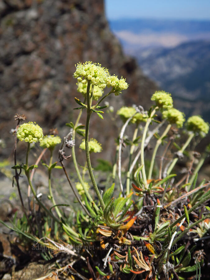 parsnip-flower buckwheat (Eriogonum heracleoides) [Mount Lillian, Okanogan-Wenatchee National Forest, Chelan County, Washington]