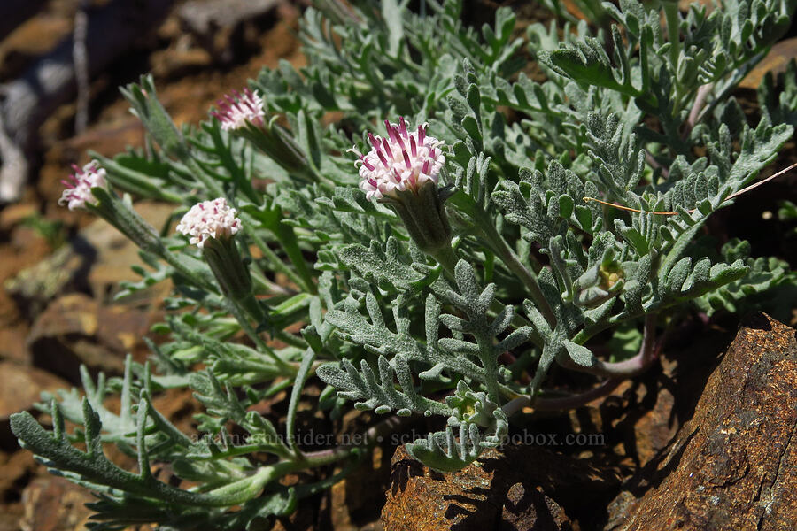 Thompson's pincushion (Chaenactis thompsonii) [Mount Lillian, Okanogan-Wenatchee National Forest, Chelan County, Washington]