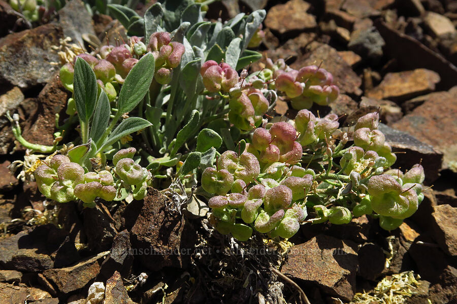 Washington twin-pod pods (Physaria alpestris) [Mount Lillian, Okanogan-Wenatchee National Forest, Chelan County, Washington]