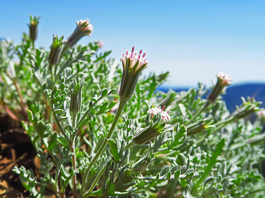 Thompson's pincushion (Chaenactis thompsonii) [Mount Lillian, Okanogan-Wenatchee National Forest, Chelan County, Washington]